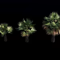 Three Different Sizes Palm Trees With Green Leaves Isolated On Black Background