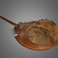 Horseshoe Crab With Brown Shell Long Tail And Sharp Spikes On Gray Background 3d model