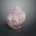 Aquatic Animal Spiral Seashell with Brown White Patterns and Textured Surface 3d model