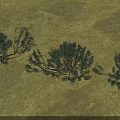 Green Desert Shrubs With Dense Foliage Growing In Arid Dry Terrain