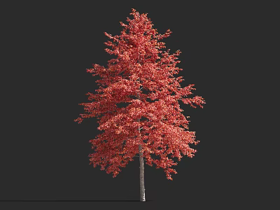 Lush Single Arbor With Vibrant Red Leaves Standing On Black Background 3d model