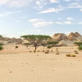 Vast Arid Desert Landscape With Rolling Sand Dunes And Sparse Trees Under Blue Sky