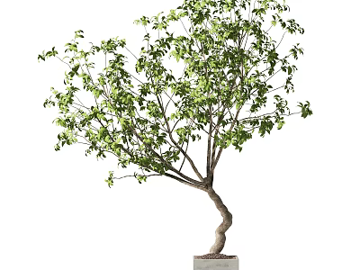 Bonsai Plant With Twisted Trunk And Lush Green Leaves In Decorative Pot 3d model