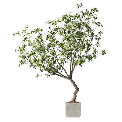 Bonsai Plant With Twisted Trunk And Lush Green Leaves In Decorative Pot 3d model