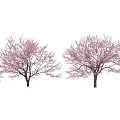 Two Beautiful Flowering Trees With Vibrant Pink Blossoms In Spring