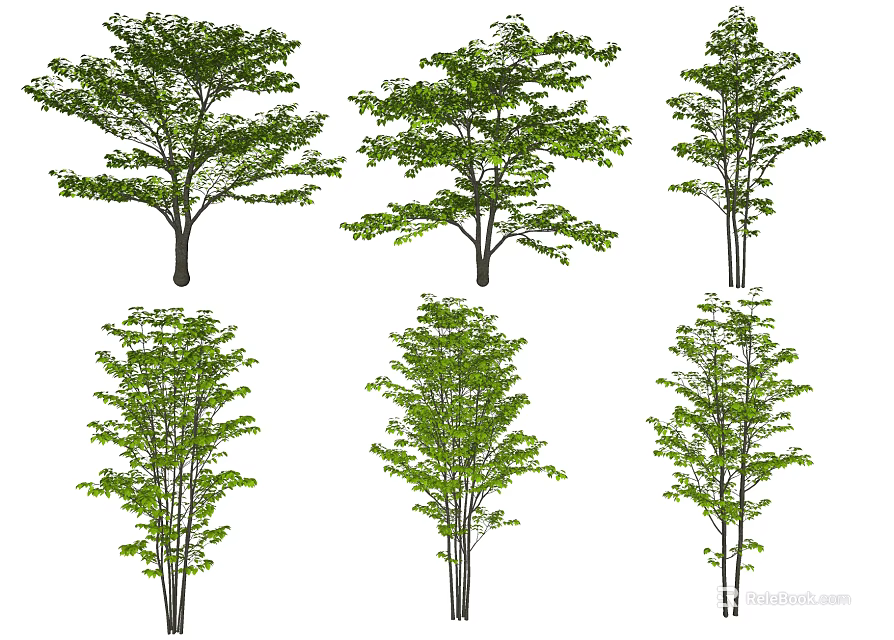 Multiple Green Arbor Trees Displaying Different Growth Forms And Lush Foliage 3d model