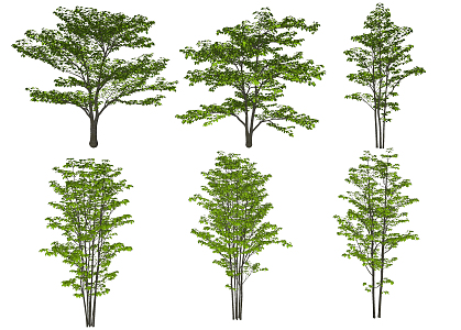 Modern Tree Landscape Tree Plants 3d model