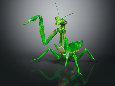 Green Praying Mantis Flying Insect with Raised Forelegs on Dark Reflective Surface 3d model