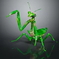 Green Praying Mantis Flying Insect with Raised Forelegs on Dark Reflective Surface