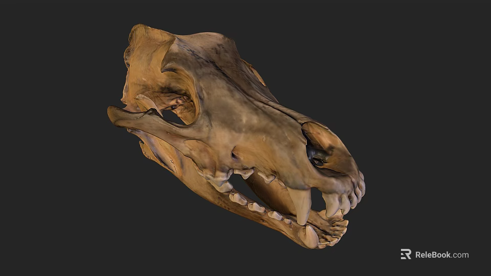 Realistic Animal Skull Side View With Sharp Canine Teeth And Bone Texture 3d model 