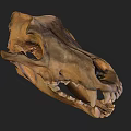 Realistic Animal Skull Side View With Sharp Canine Teeth And Bone Texture