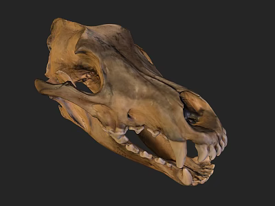 Realistic Animal Skull Side View With Sharp Canine Teeth And Bone Texture 3d model