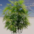 Lush Green Shrub With Vibrant Palm Like Leaves And Multiple Stems