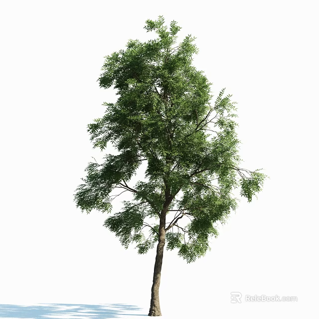 Tall Arbor With Lush Green Foliage Straight Trunk And Dense Branches 3d model 