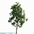 Tall Arbor With Lush Green Foliage Straight Trunk And Dense Branches