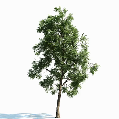 Tall Arbor With Lush Green Foliage Straight Trunk And Dense Branches 3d model