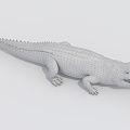 Modern Crocodile Alligator 3d model