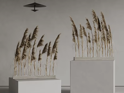 Dried Decorative Reeds Arranged On White Pedestals With Gray Walls And Pendant Light 3d model