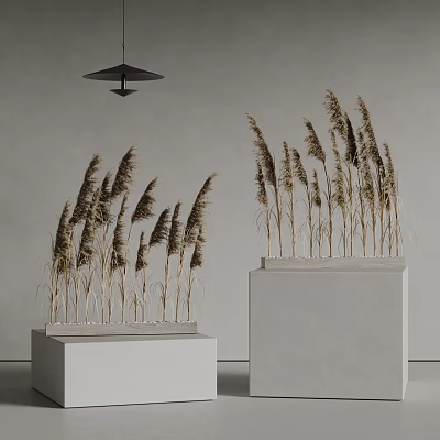 Dried Decorative Reeds Arranged On White Pedestals With Gray Walls And Pendant Light 3d model