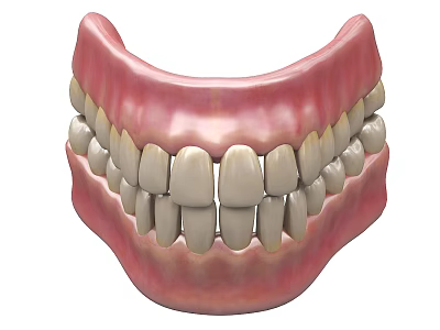 Human Teeth And Gums Anatomical Model Showing Detailed Dental Structure 3d model