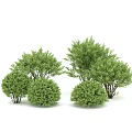 Multiple Green Shrubs With Various Shapes And Sizes On White Background 3d model
