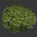 Lush Green Plant With Dense Vibrant Round Leaves On Dark Background