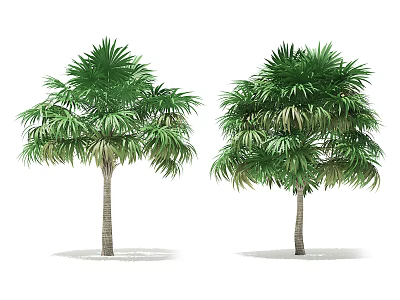 Tall Palm Trees With Lush Green Fronds And Straight Trunks On White Background 3d model