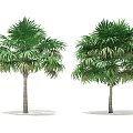 Tall Palm Trees With Lush Green Fronds And Straight Trunks On White Background