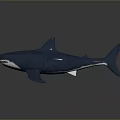 Realistic Blue Shark Model With Dark Gray Background And Reflection
