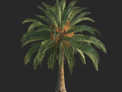 Lush Palm Tree With Green Fronds And Textured Trunk In Isolated Black Background 3d model