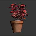 Vibrant Red Leaf Plant in Terracotta Pot with White Pebbles Decoration