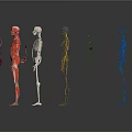 3D Human Organ System Models Displaying Muscles Skeleton Nerves And Circulatory Structures 3d model