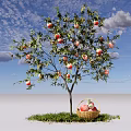 Apple Tree Loaded with Red Apples and Basket of Apples on Green Grass