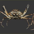 Rusty Brown Crab With Textured Shell Claws And Legs On Gray Gradient Background And Reflection 3d model