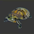 Turtle Cartoon Turtle Snapping Turtle Chickbill Turtle Reptile Cold Blooded Animal Reptile Class 3d model