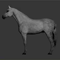 Realistic Gray Horse Standing on Gray Background as Detailed 3D Studio Render 3d model