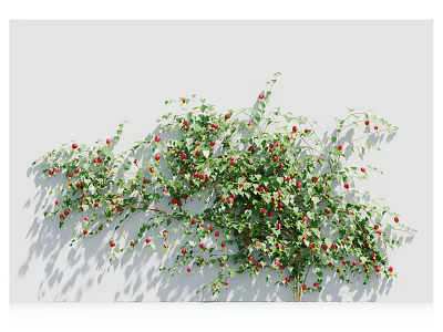 Lush Climbing Vine With Green Leaves And Red Berries Against White Background 3d model