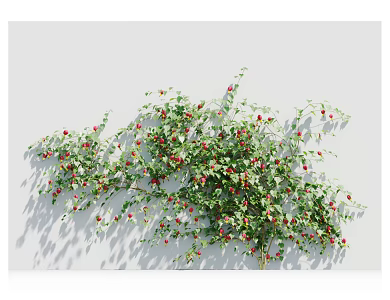 Modern Vine Plant 3d model