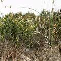 Lush Green Plants And White Flowers In Natural Rocky Garden Setting