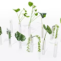 Transparent Glass Test Tube Vases with Various Green Plants Long Broad Leaves and Hanging Vines