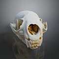 White Animal Skull With Detailed Teeth And Hollow Structure On Dark Background