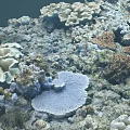 Marine Plants Various Colorful Corals In Underwater Reef With Blue Fish