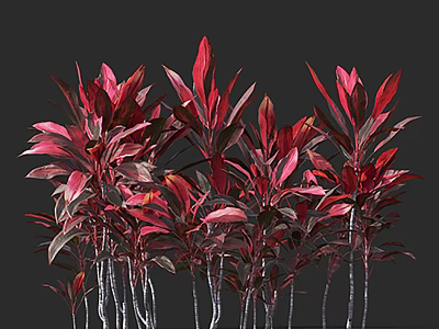 Vibrant Red and Pink Foliage Trees Standing Against Black Background 3d model