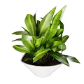 Lush Green Leafy Potted Plant In White Modern Pot For Indoor Decoration With Healthy Foliage