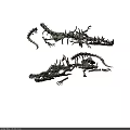 Two Reptilian Skeleton Models Featuring Crocodile And Dinosaur Bone Structures
