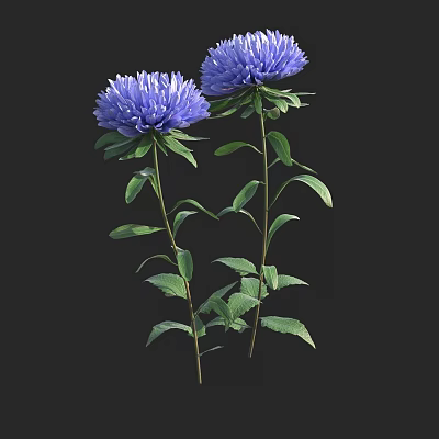 Blue Asters In Decorative Vase With Green Leaves And Stems On Black Background 3d model