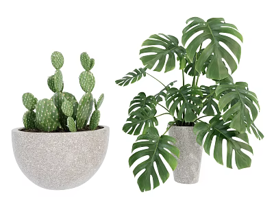 Green Cactus and Monstera Potted Plants in Light Gray Concrete Pots for Indoor Decor 3d model