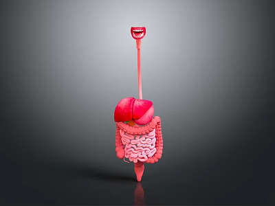 Human Organs And Hair Structure 3D Model Display With Liver Intestines And Teeth 3d model