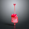 Human Organs And Hair Structure 3D Model Display With Liver Intestines And Teeth
