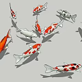 Colorful Koi Fish in Garden Pond Decor with Water Reflections and Fallen Leaves